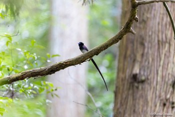 Black Paradise Flycatcher 鎌北湖 Sun, 7/23/2023