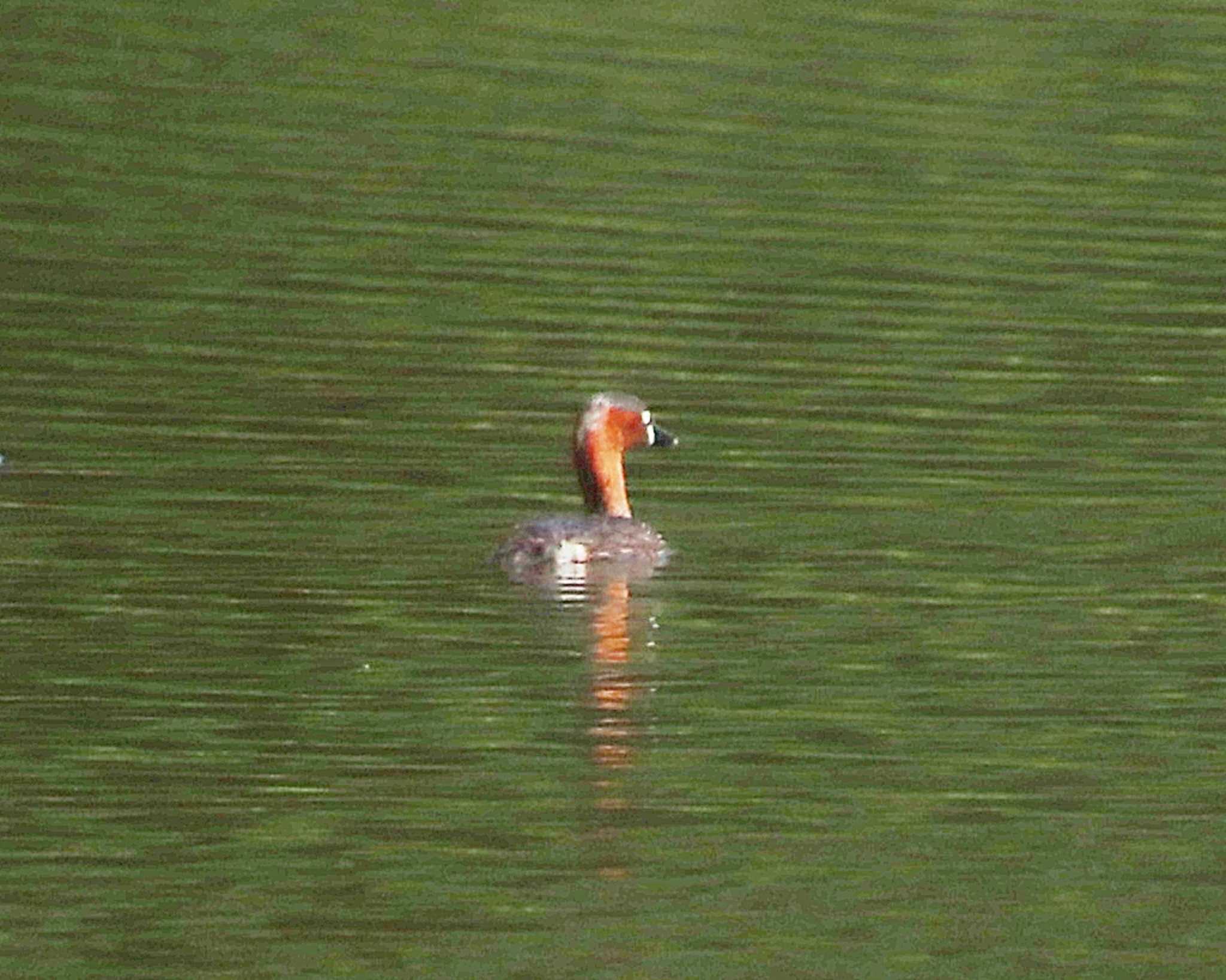 Little Grebe