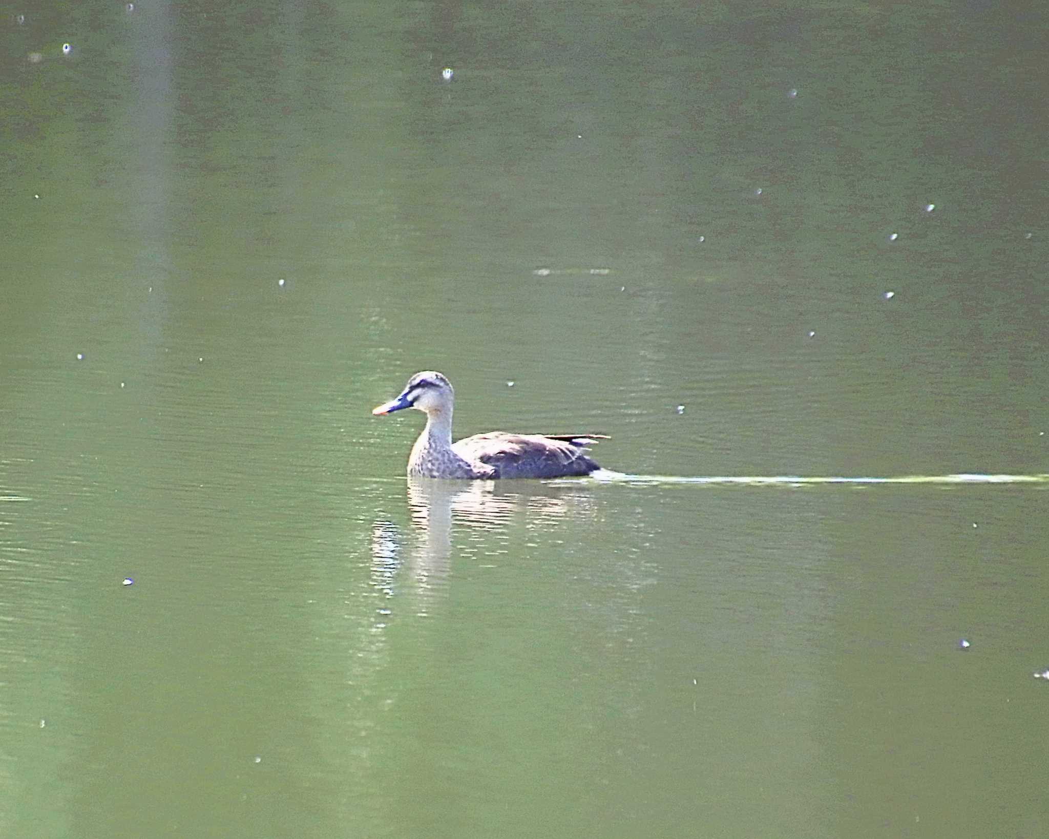 Eastern Spot-billed Duck