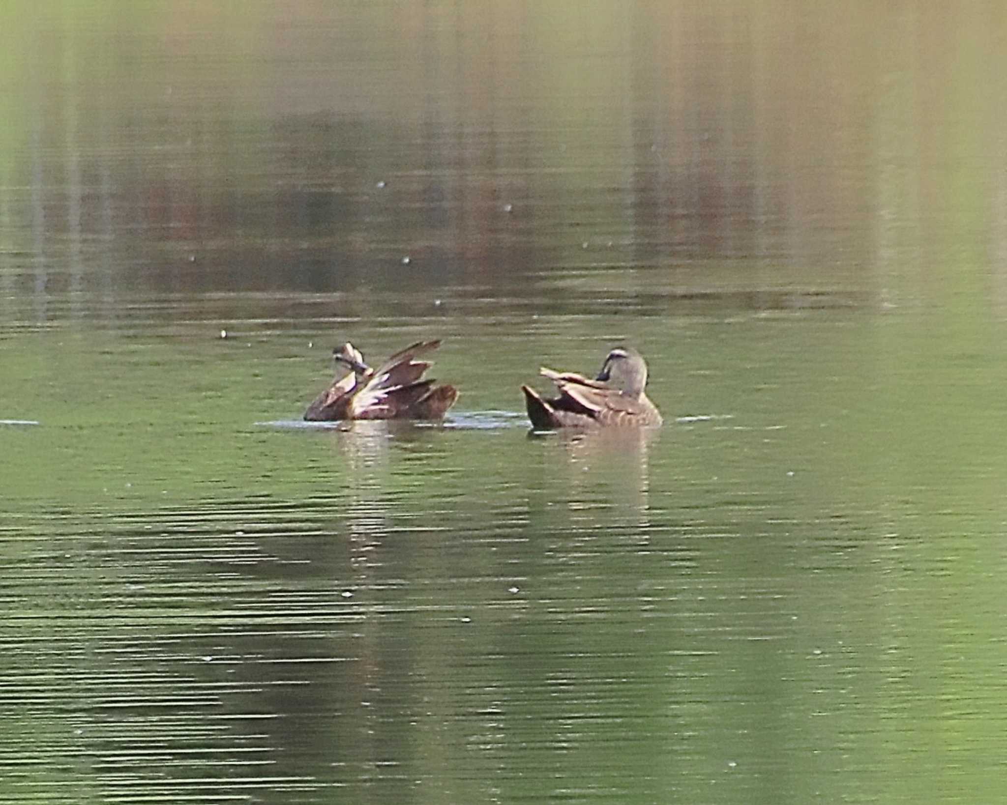 Photo of Eastern Spot-billed Duck at Oizumi Ryokuchi Park by Ken Mimura