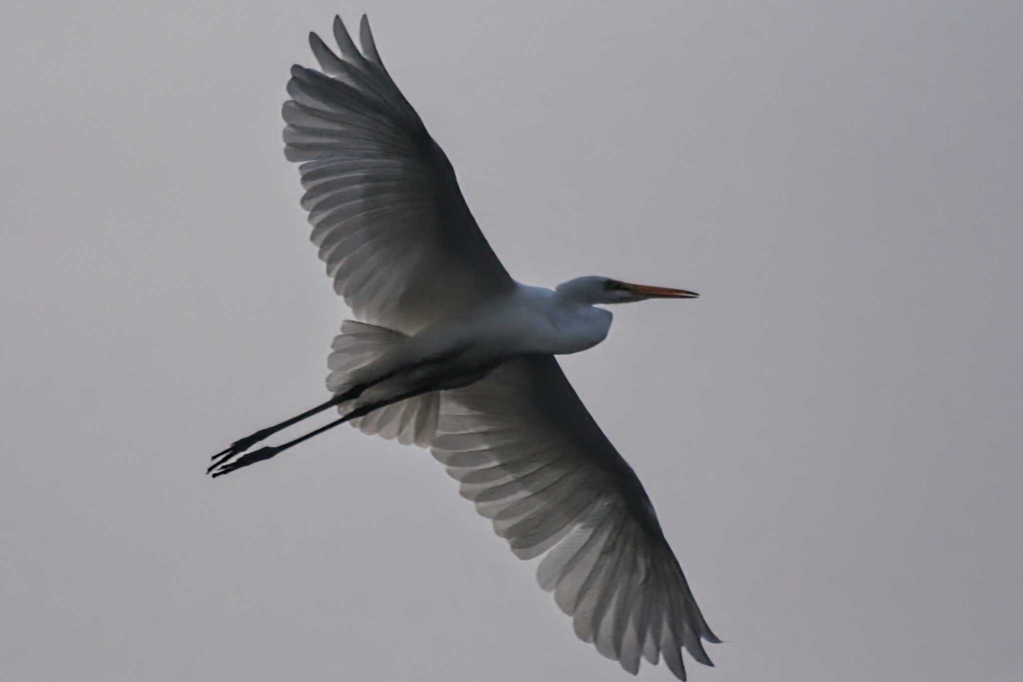 Photo of Medium Egret at 富山城址公園 by ベラルーシ三郎🇧🇾