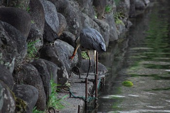 Grey Heron 富山城址公園 Tue, 8/1/2023