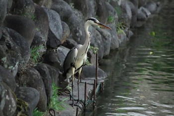 アオサギ 富山城址公園 2023年8月1日(火)