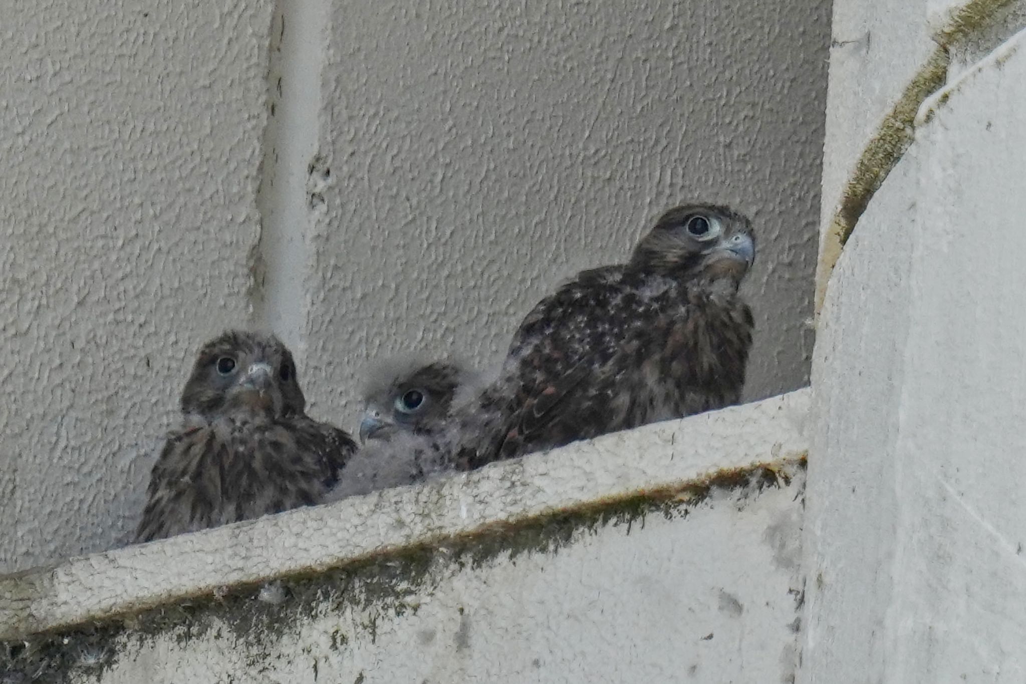 Common Kestrel