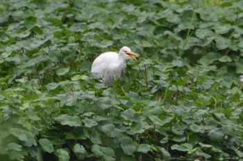 アマサギ 江津湖 2019年8月18日(日)