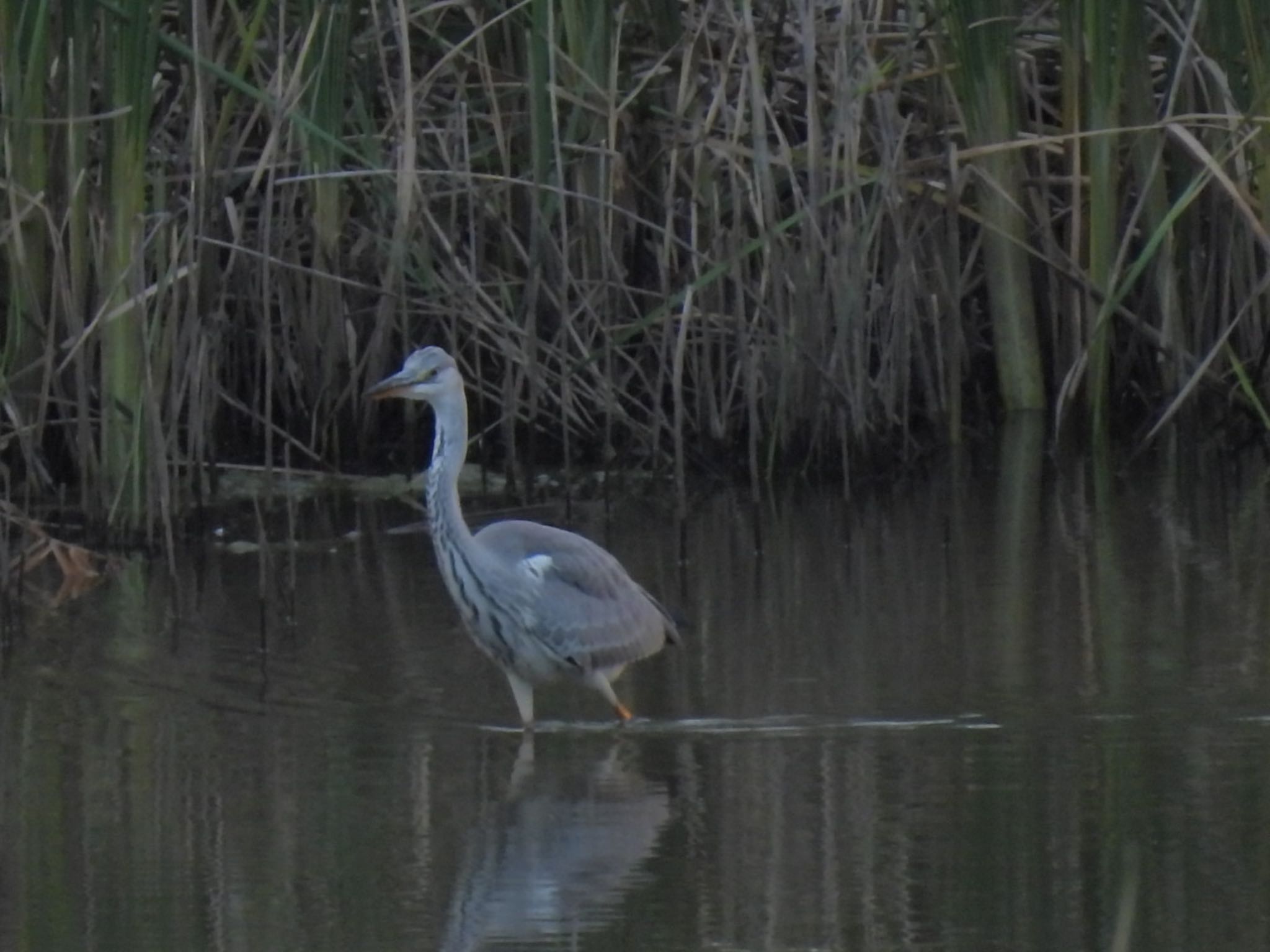 Grey Heron