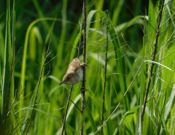 Oriental Reed Warbler Watarase Yusuichi (Wetland) Sun, 6/4/2023