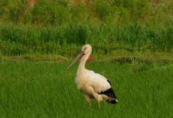 Oriental Stork Watarase Yusuichi (Wetland) Mon, 6/5/2023