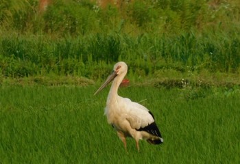 コウノトリ 渡良瀬遊水地 2023年6月5日(月)