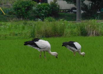 コウノトリ 渡良瀬遊水地 2023年6月6日(火)