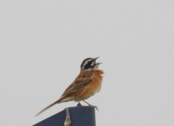 Meadow Bunting Watarase Yusuichi (Wetland) Tue, 6/6/2023