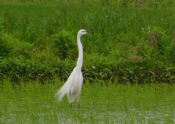 Great Egret 渡良瀬遊水地付近 Tue, 6/6/2023