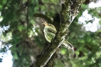 Kamchatka Leaf Warbler 志賀高原 Sat, 7/29/2023