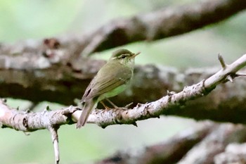 Kamchatka Leaf Warbler 志賀高原 Sat, 7/29/2023