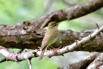 Kamchatka Leaf Warbler 志賀高原 Sat, 7/29/2023