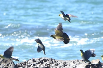 Thu, 8/3/2023 Birding report at Terugasaki Beach