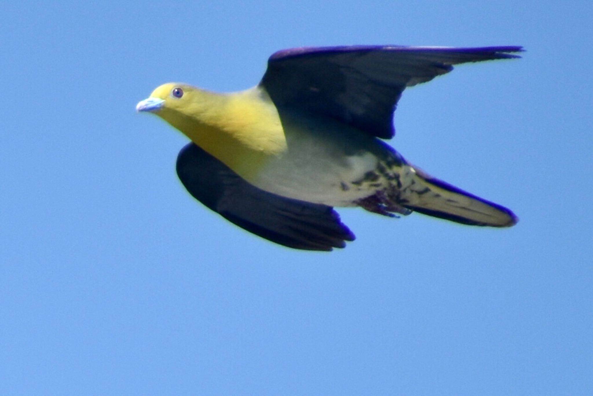 White-bellied Green Pigeon