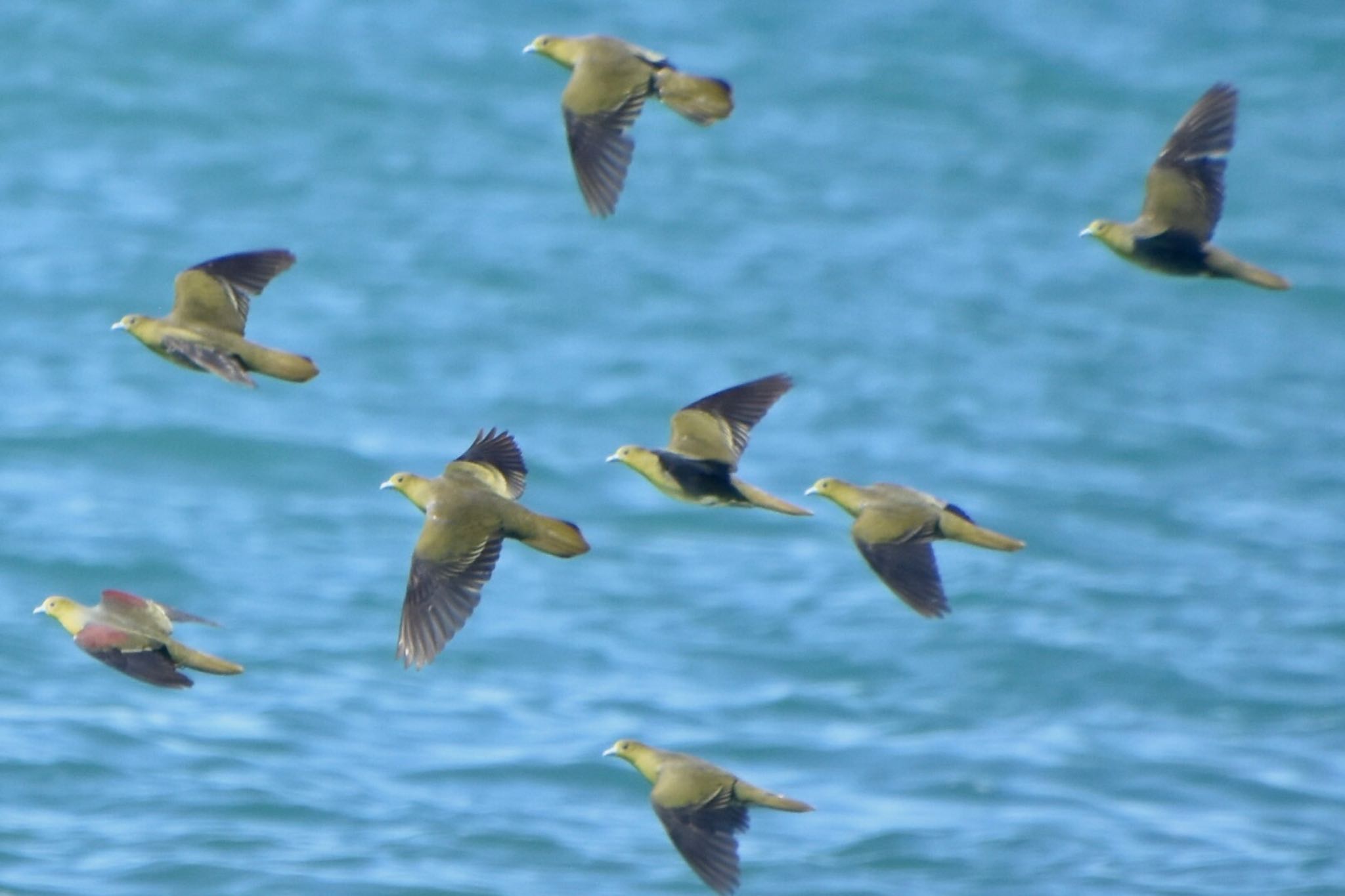 Photo of White-bellied Green Pigeon at Terugasaki Beach by 遼太