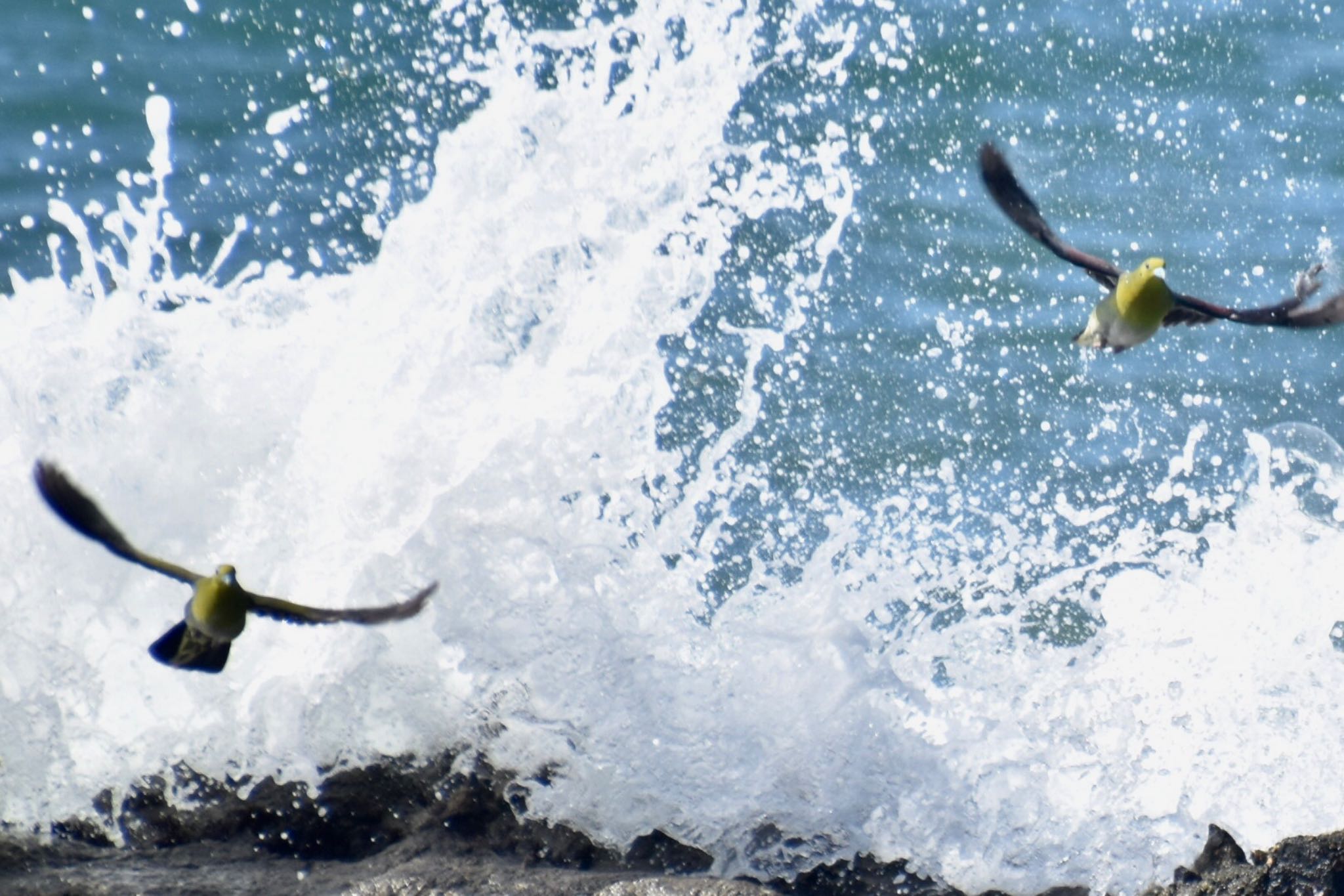 Photo of White-bellied Green Pigeon at Terugasaki Beach by 遼太