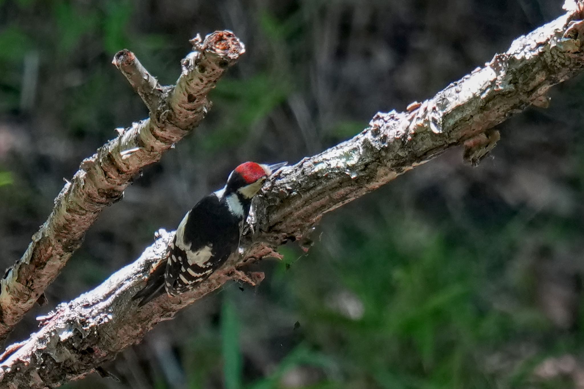 Great Spotted Woodpecker