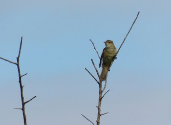 Oriental Reed Warbler Watarase Yusuichi (Wetland) Sat, 5/20/2023