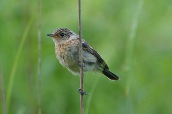 Amur Stonechat Kirigamine Highland Tue, 8/1/2023