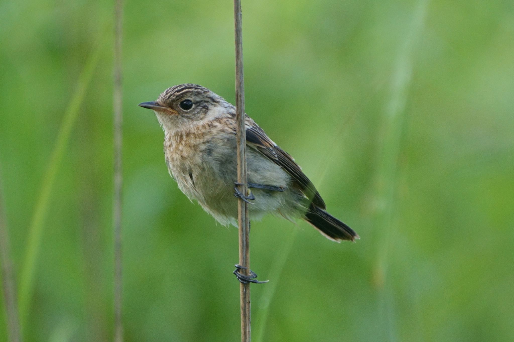 Photo of Amur Stonechat at Kirigamine Highland by アカウント5227