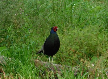 Green Pheasant Watarase Yusuichi (Wetland) Sat, 5/20/2023