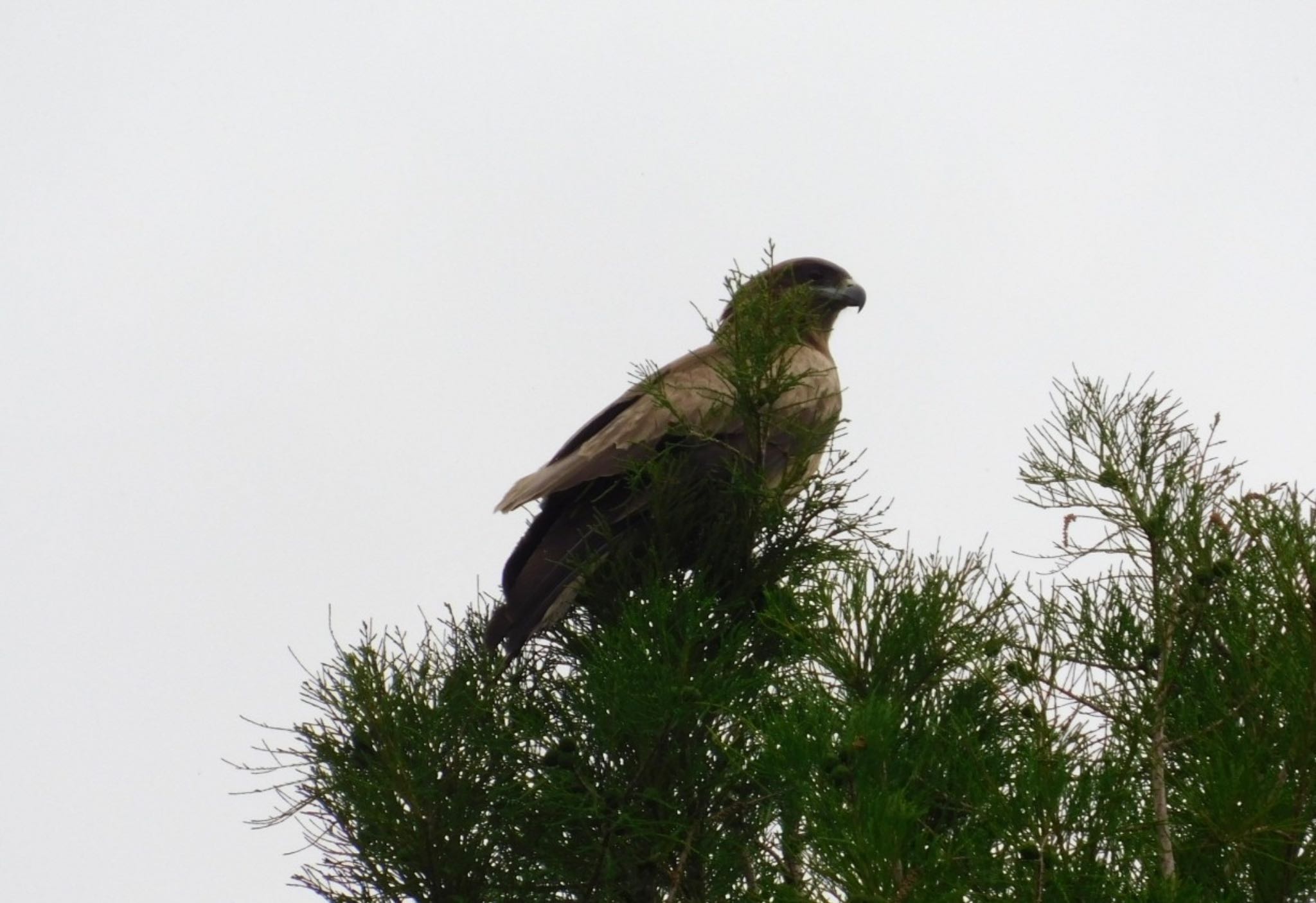 Photo of Black Kite at Watarase Yusuichi (Wetland) by Untitled