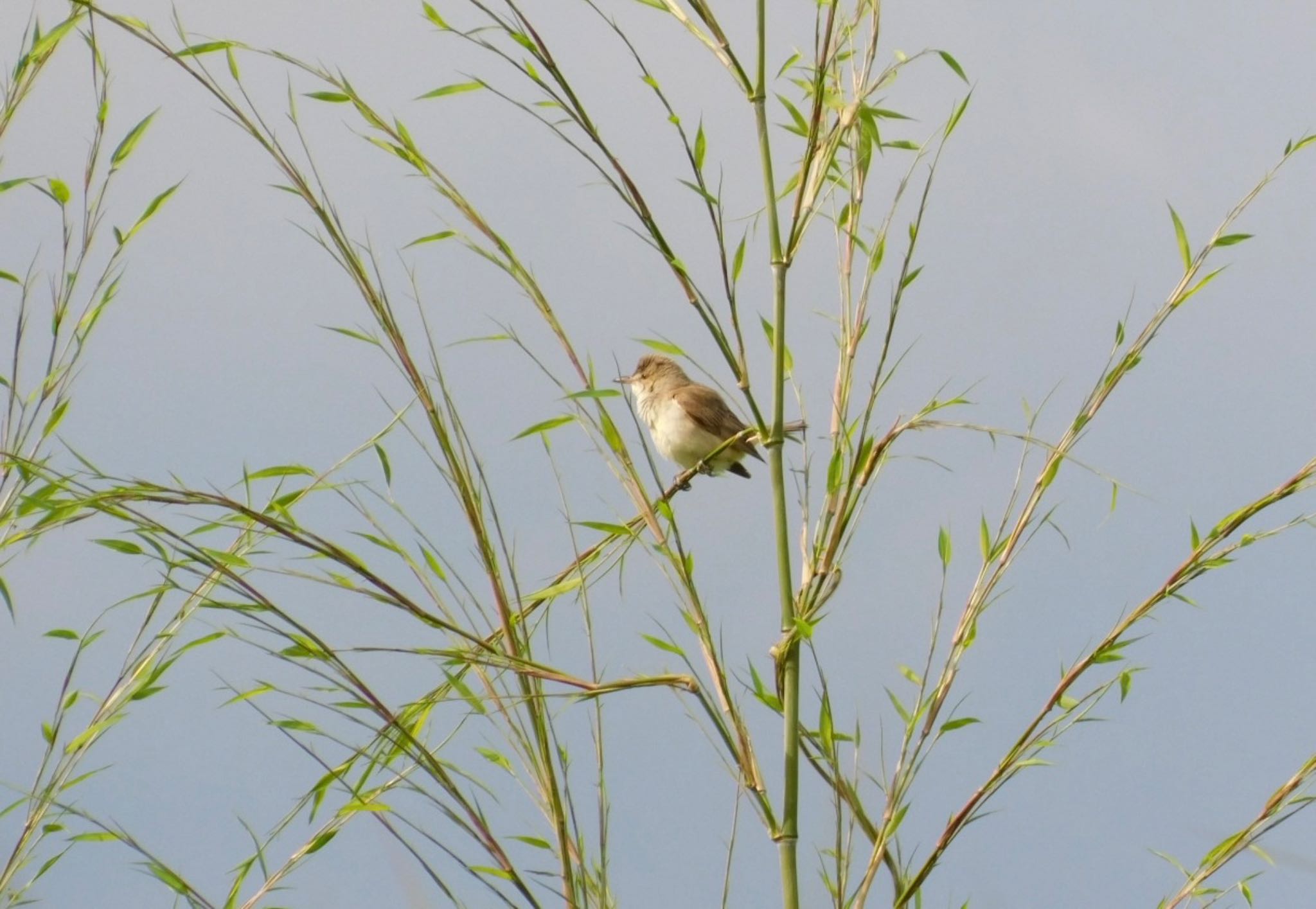 Photo of Oriental Reed Warbler at Watarase Yusuichi (Wetland) by Untitled