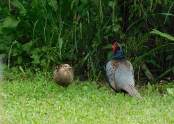 Green Pheasant Watarase Yusuichi (Wetland) Sat, 6/3/2023