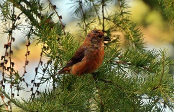 Red Crossbill Unknown Spots Thu, 8/3/2023