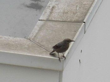 Mon, 5/29/2023 Birding report at 市街地