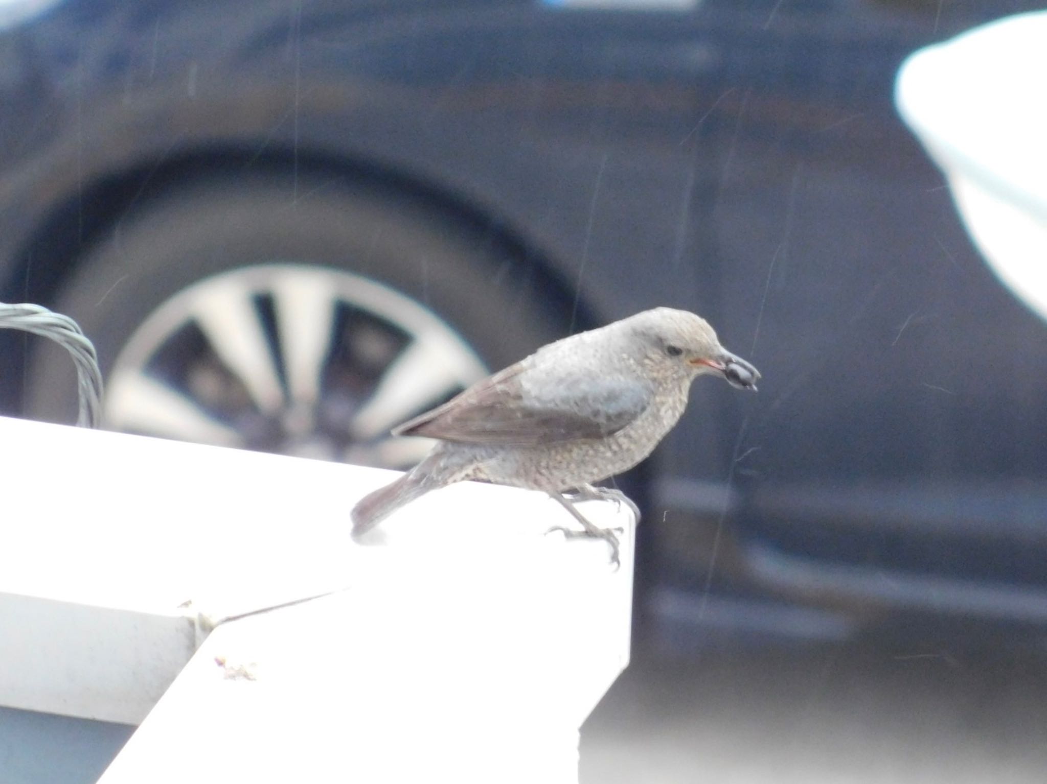 Photo of Blue Rock Thrush at 市街地 by Untitled