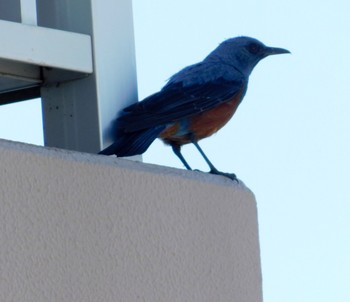 Blue Rock Thrush 市街地 Sun, 6/4/2023