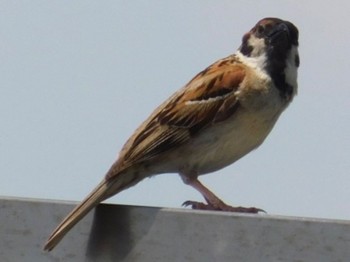 Eurasian Tree Sparrow Watarase Yusuichi (Wetland) Sun, 6/25/2023