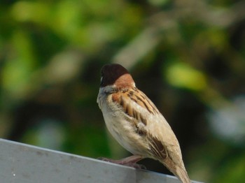 Eurasian Tree Sparrow Watarase Yusuichi (Wetland) Sun, 6/25/2023