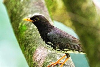 クロツグミ 伊香保森林公園 2023年7月30日(日)