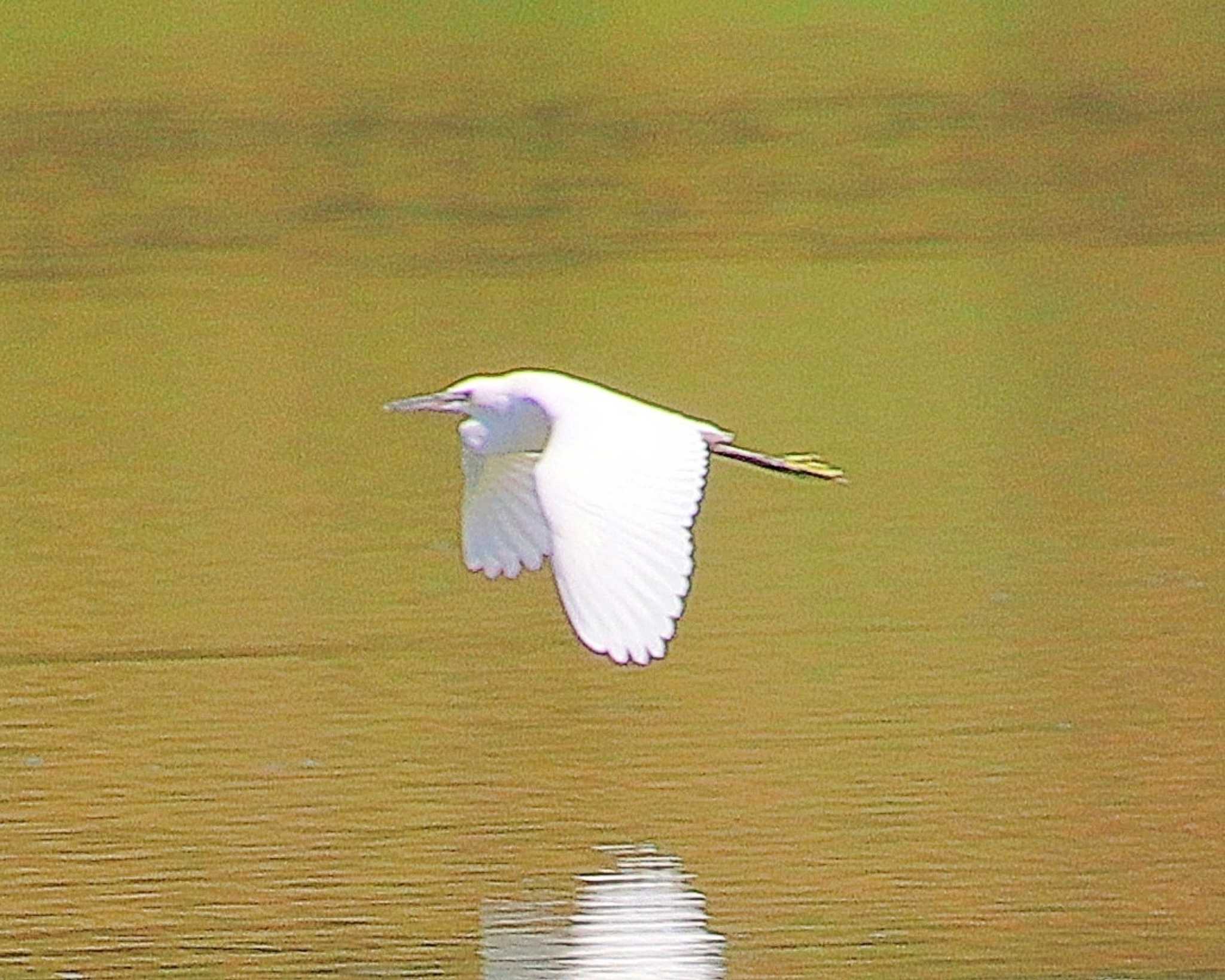 Little Egret