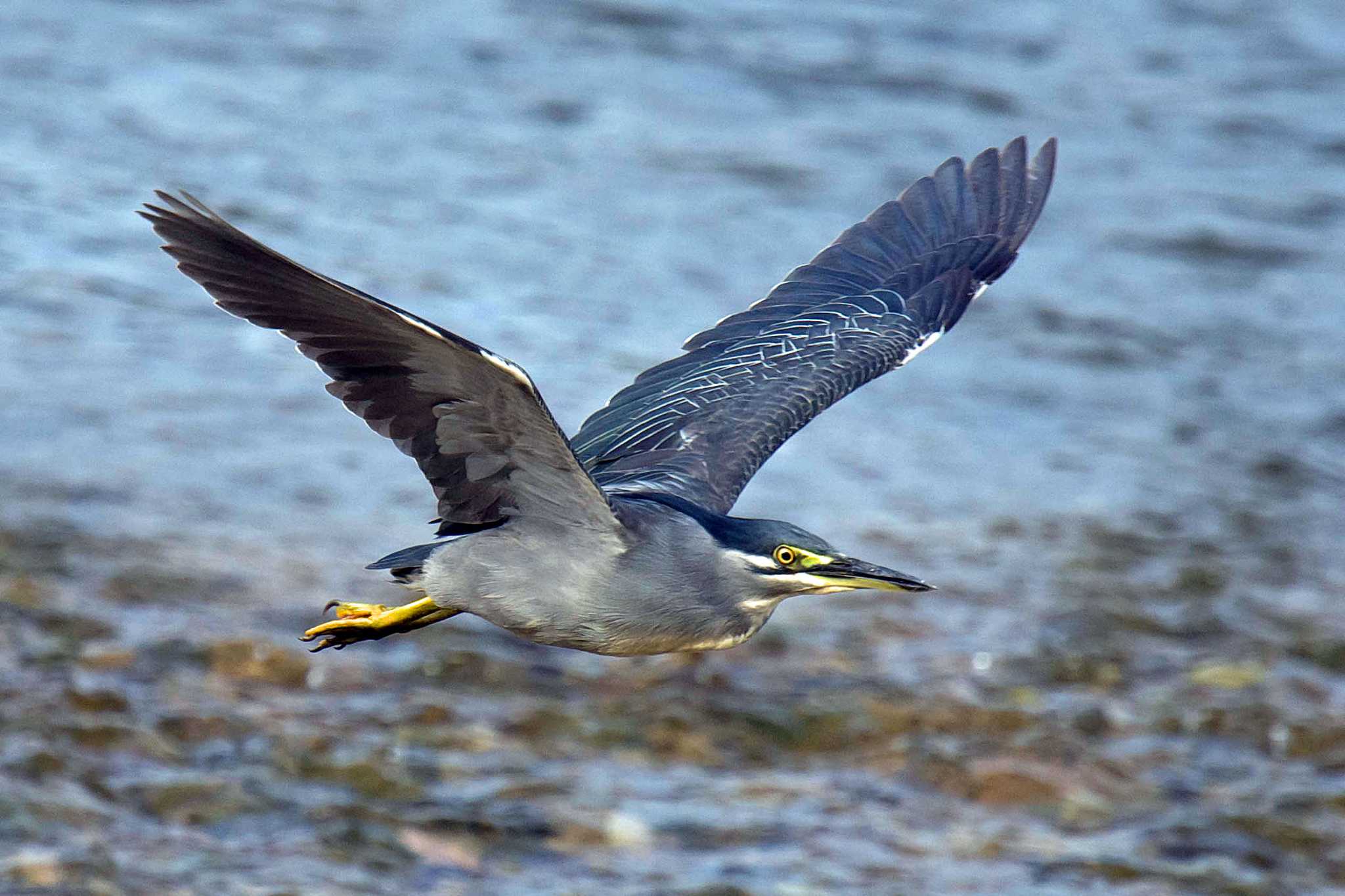 Photo of Striated Heron at  by Tanago Gaia (ichimonji)