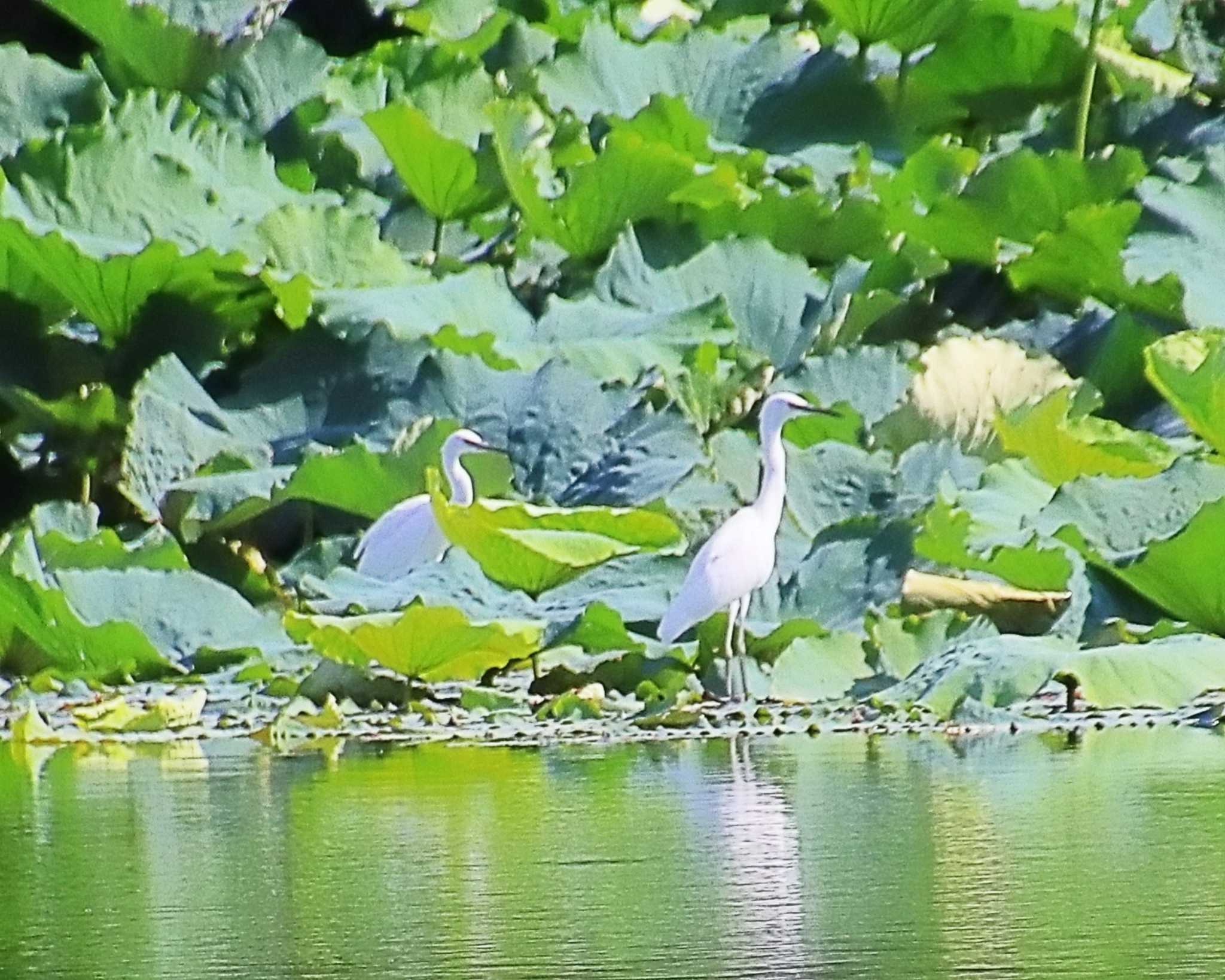 Little Egret