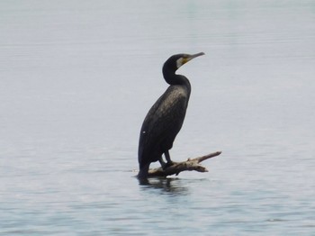 Great Cormorant Watarase Yusuichi (Wetland) Sun, 6/25/2023