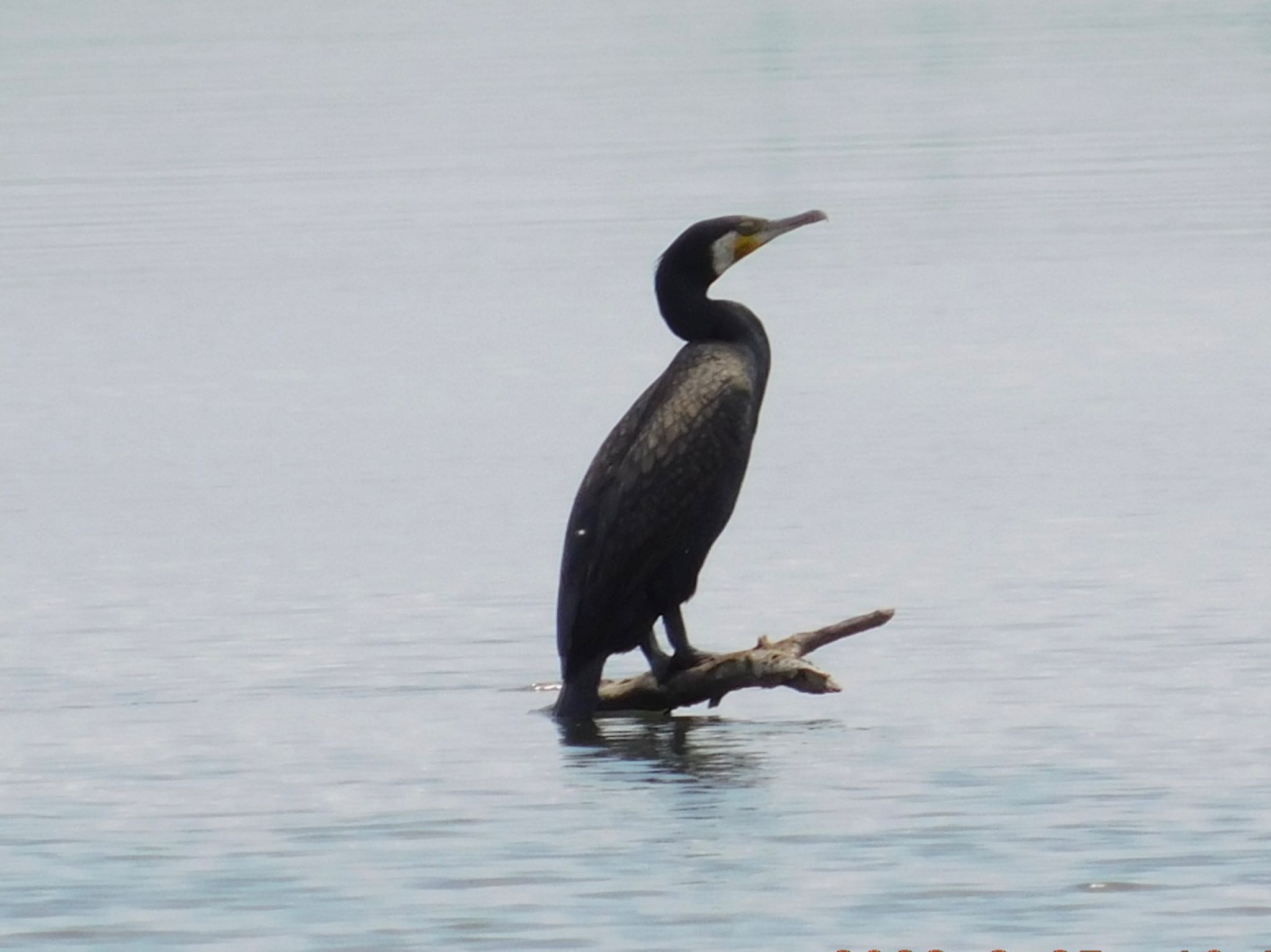 Photo of Great Cormorant at Watarase Yusuichi (Wetland) by Untitled