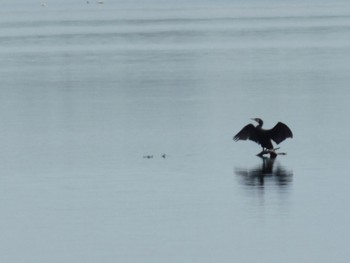 Great Cormorant Watarase Yusuichi (Wetland) Sun, 6/25/2023