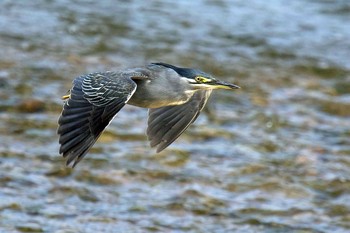 Striated Heron Unknown Spots Sun, 8/19/2018