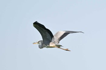 Grey Heron 城沼 Sat, 7/29/2023