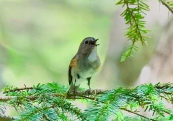 Red-flanked Bluetail 志賀高原 Sat, 7/29/2023