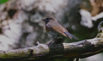 Red-flanked Bluetail 志賀高原 Sat, 7/29/2023