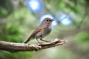 Red-flanked Bluetail 志賀高原 Sat, 7/29/2023