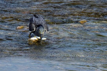 Striated Heron Unknown Spots Sun, 8/19/2018